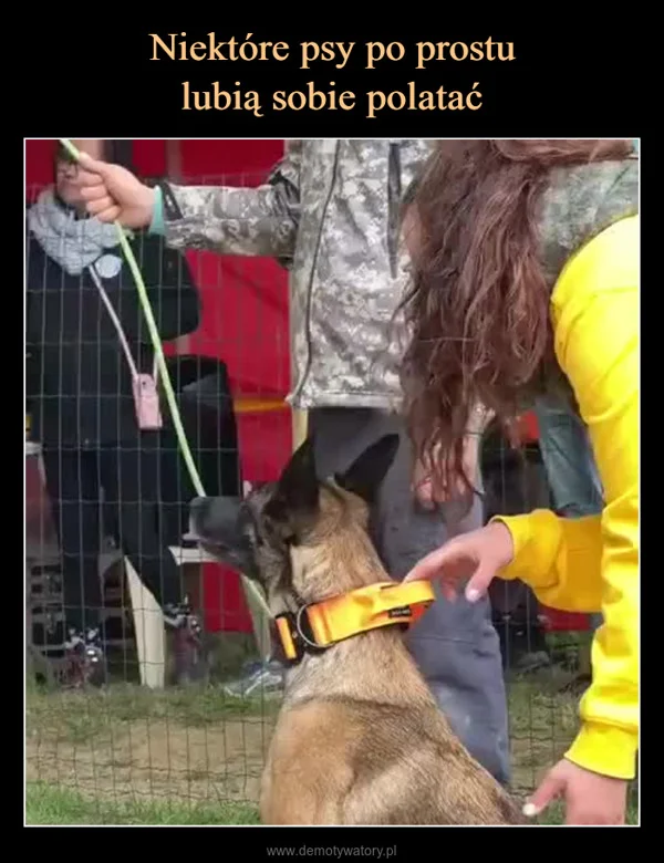 
    Niektóre psy po prostu lubią sobie polatać
