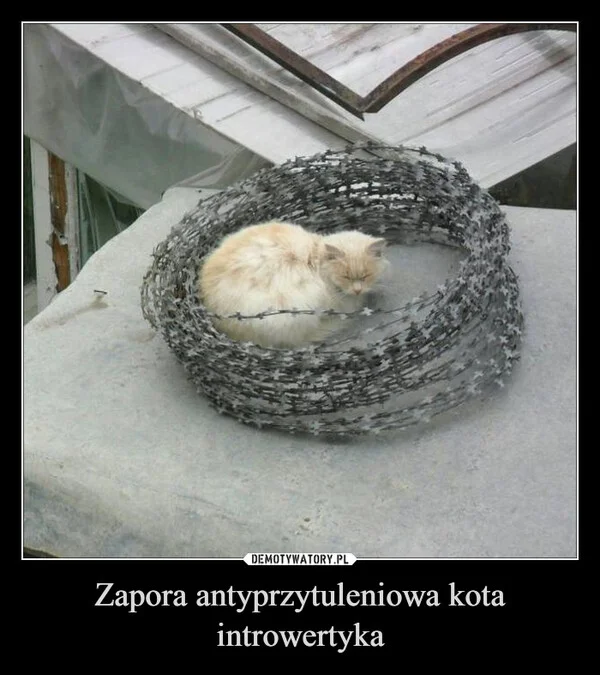 
    Zapora antyprzytuleniowa kota introwertyka