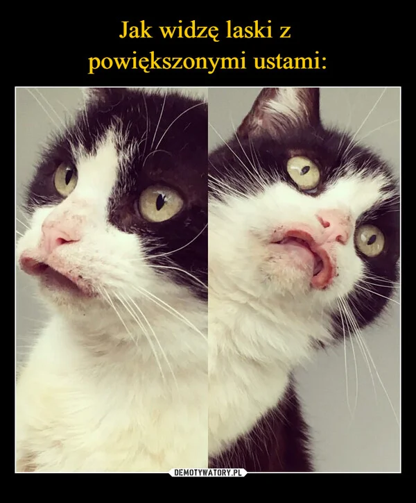
    Jak widzę laski z powiększonymi ustami: