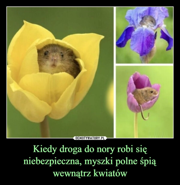 
    Kiedy droga do nory robi się niebezpieczna, myszki polne śpią wewnątrz kwiatów