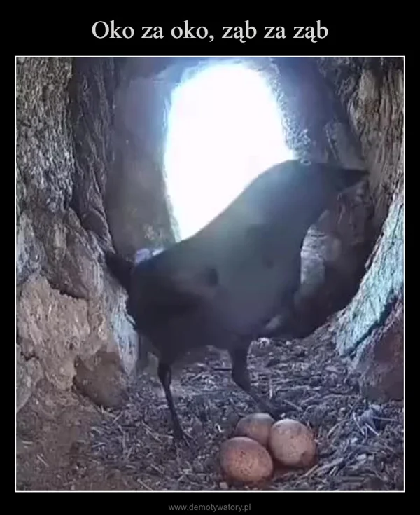 
    Oko za oko, ząb za ząb