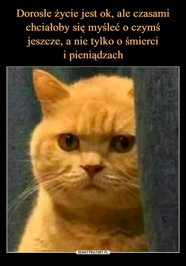 
    Dorosłe życie jest ok, ale czasami chciałoby się myśleć o czymś jeszcze, a nie tylko o śmierci i pieniądzach