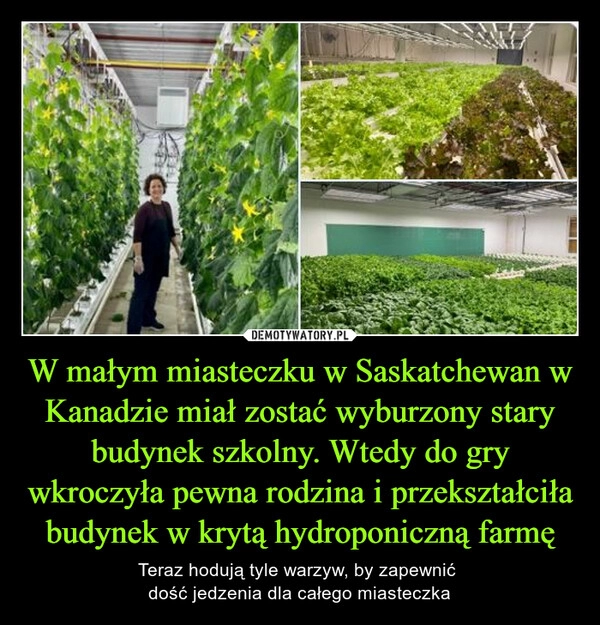 
    W małym miasteczku w Saskatchewan w Kanadzie miał zostać wyburzony stary budynek szkolny. Wtedy do gry wkroczyła pewna rodzina i przekształciła budynek w krytą hydroponiczną farmę