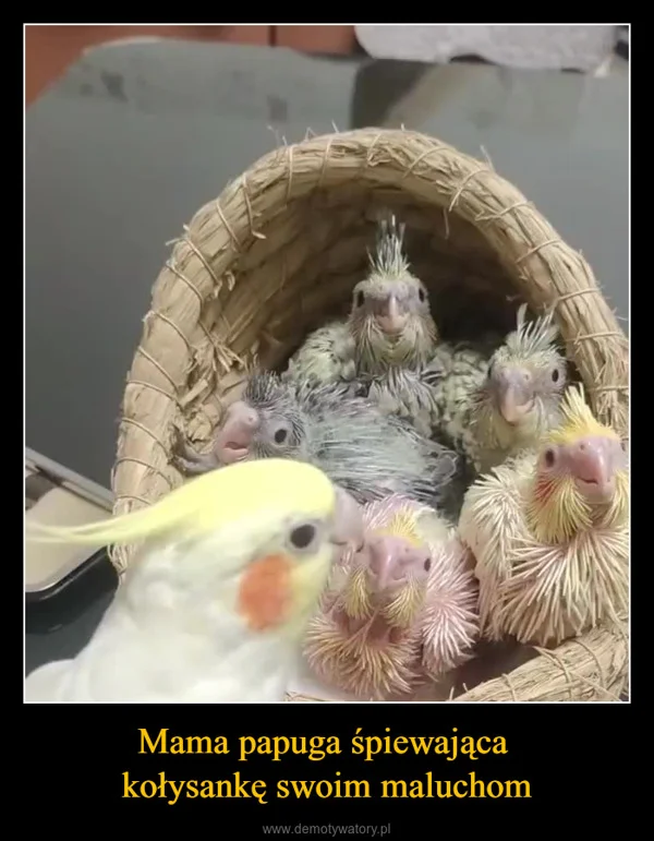 
    Mama papuga śpiewająca kołysankę swoim maluchom