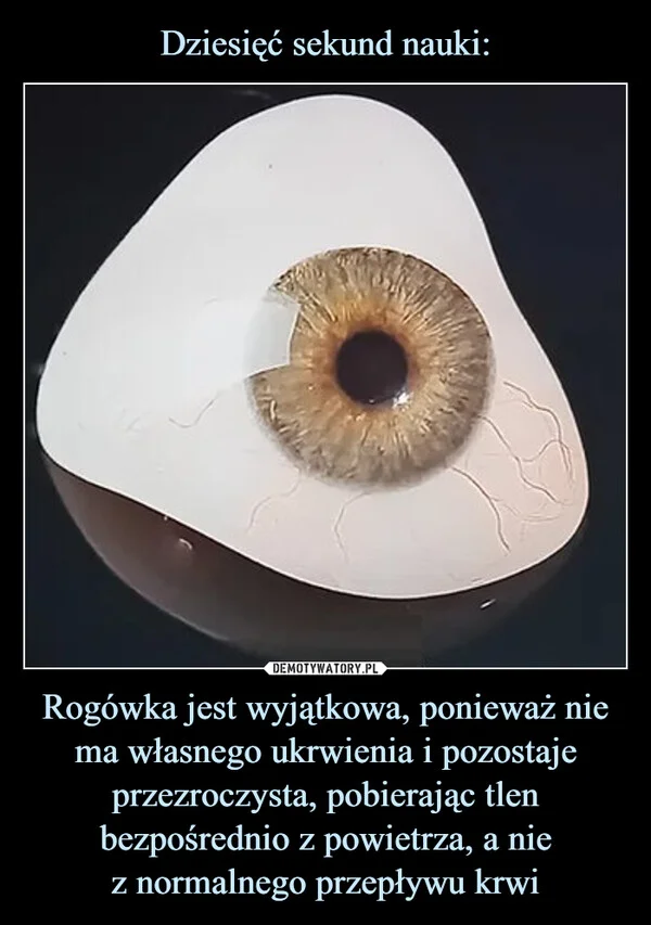 
    Dziesięć sekund nauki: Rogówka jest wyjątkowa, ponieważ nie ma własnego ukrwienia i pozostaje przezroczysta, pobierając tlen bezpośrednio z powietrza, a nie z normalnego przepływu krwi