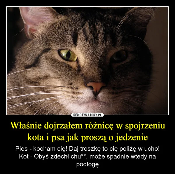 
    Właśnie dojrzałem różnicę w spojrzeniu kota i psa jak proszą o jedzenie