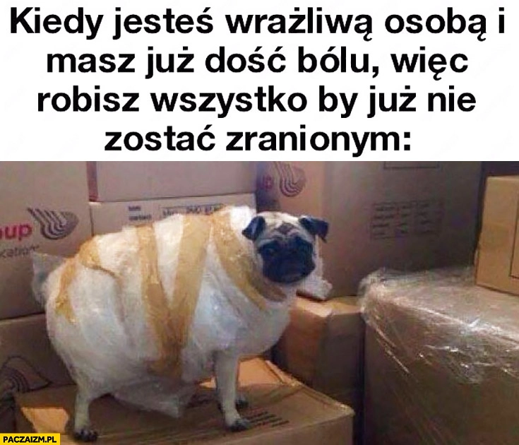 
    Kiedy jesteś wrażliwą osobą i masz już dość bólu więc robisz wszystko by już nie zostać zranionym. Pies mops owinięty folia bąbelkową