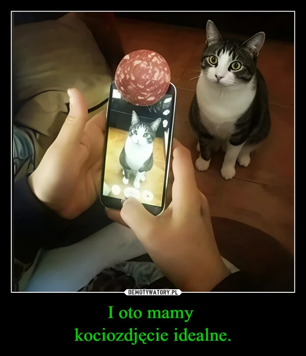 I oto mamy kociozdjęcie idealne.