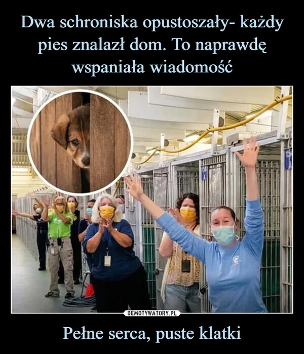 
    Dwa schroniska opustoszały- każdy pies znalazł dom. To naprawdę wspaniała wiadomość Pełne serca, puste klatki
