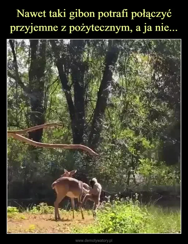 
    Nawet taki gibon potrafi połączyć przyjemne z pożytecznym, a ja nie...