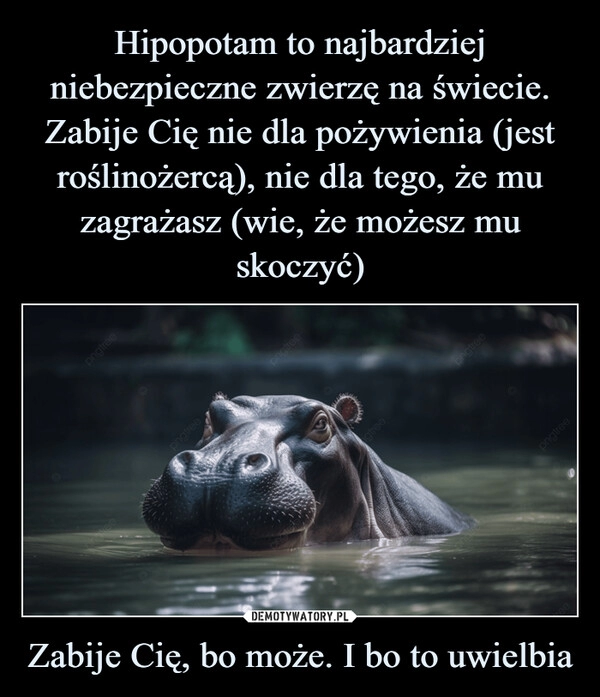 
    Hipopotam to najbardziej niebezpieczne zwierzę na świecie. Zabije Cię nie dla pożywienia (jest roślinożercą), nie dla tego, że mu zagrażasz (wie, że możesz mu skoczyć) Zabije Cię, bo może. I bo to uwielbia