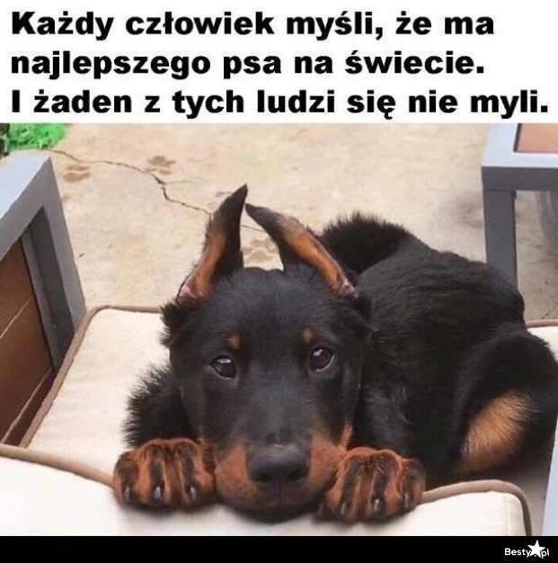 
    Najlepszy pies na świecie 