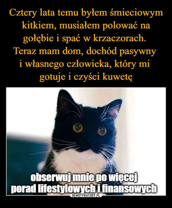 
    Cztery lata temu byłem śmieciowym kitkiem, musiałem polować na gołębie i spać w krzaczorach. Teraz mam dom, dochód pasywny i własnego człowieka, który mi gotuje i czyści kuwetę