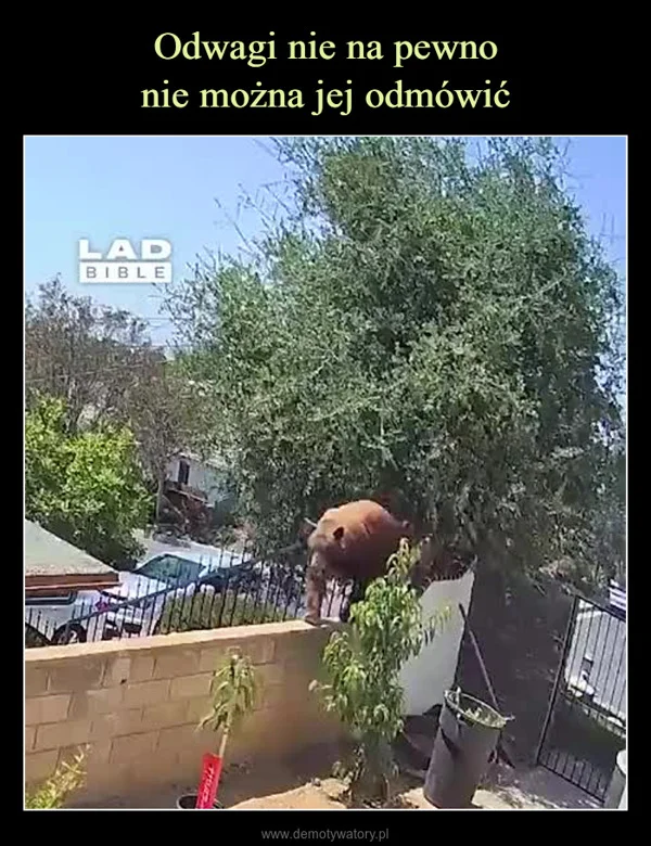 
    Odwagi nie na pewno nie można jej odmówić
