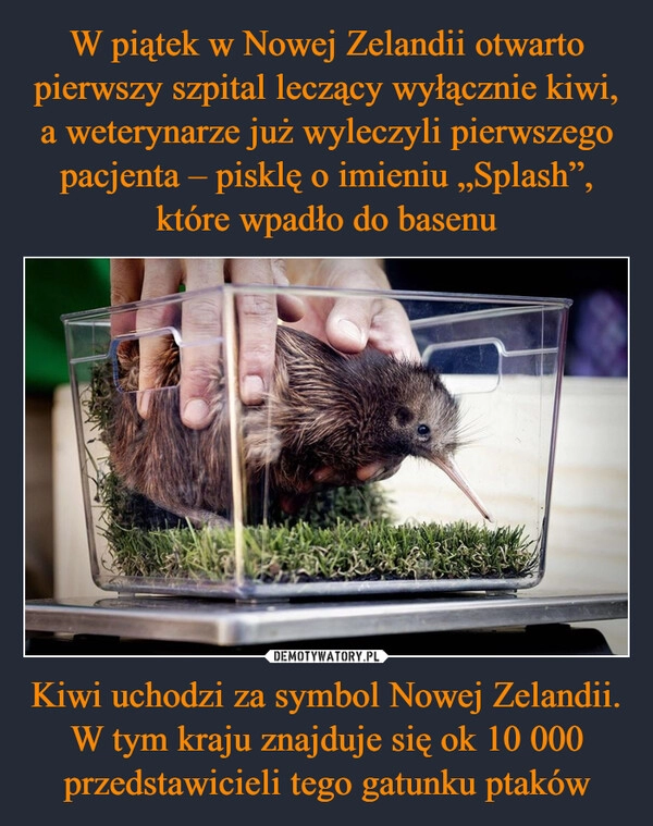 
    W piątek w Nowej Zelandii otwarto pierwszy szpital leczący wyłącznie kiwi, a weterynarze już wyleczyli pierwszego pacjenta – pisklę o imieniu „Splash”, które wpadło do basenu Kiwi uchodzi za symbol Nowej Zelandii. W tym kraju znajduje się ok 10 000 przedstawicieli tego gatunku ptaków