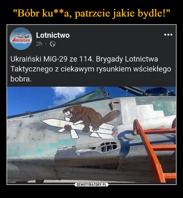 
    "Bóbr ku**a, patrzcie jakie bydle!"