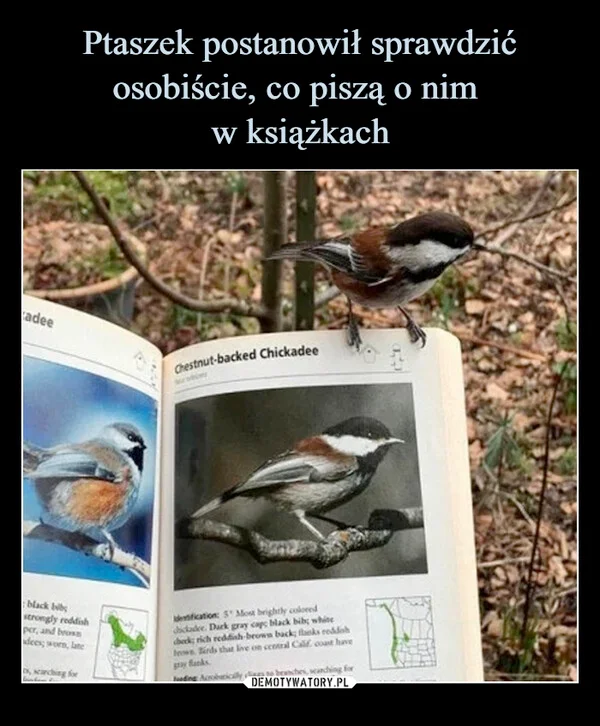 
    Ptaszek postanowił sprawdzić osobiście, co piszą o nim w książkach