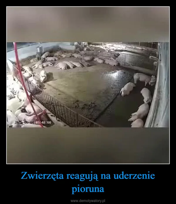 
    Zwierzęta reagują na uderzenie pioruna