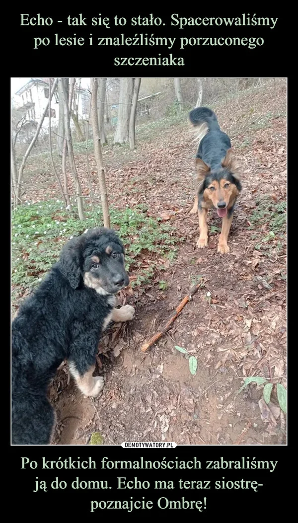 
    Echo - tak się to stało. Spacerowaliśmy po lesie i znaleźliśmy porzuconego szczeniaka Po krótkich formalnościach zabraliśmy ją do domu. Echo ma teraz siostrę- poznajcie Ombrę!