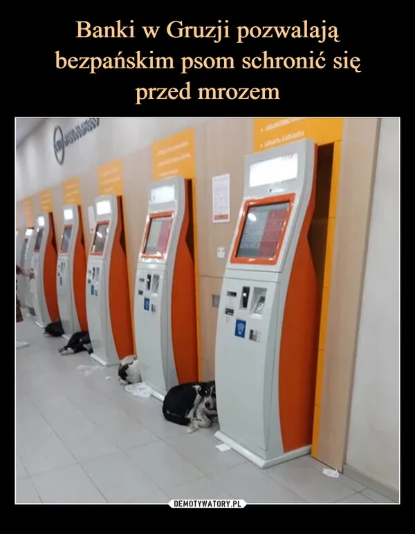 
    Banki w Gruzji pozwalają bezpańskim psom schronić się przed mrozem