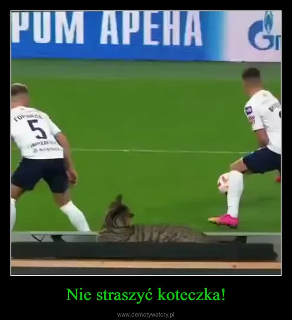 
    Nie straszyć koteczka!