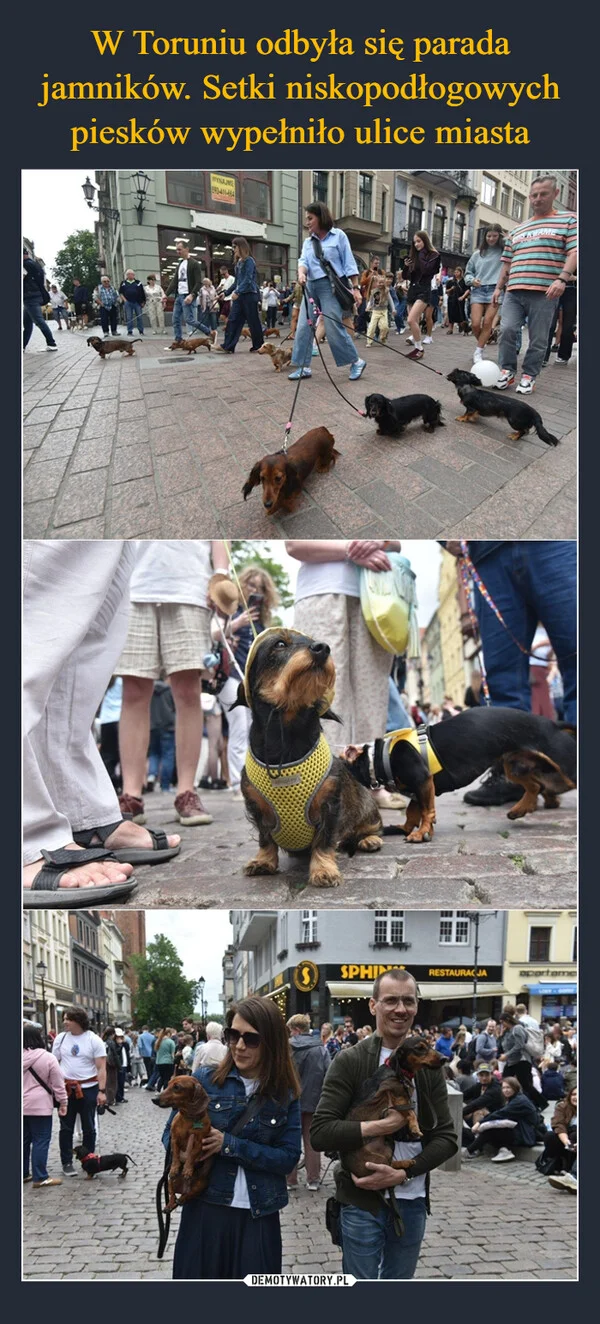 
    W Toruniu odbyła się parada jamników. Setki niskopodłogowych piesków wypełniło ulice miasta