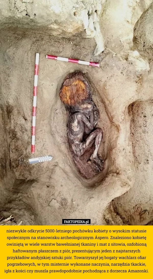 
     niezwykłe odkrycie 5000-letniego pochówku kobiety o wysokim statusie społecznym