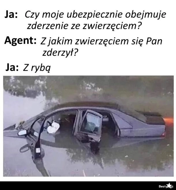 
    Zderzenie ze zwierzęciem 