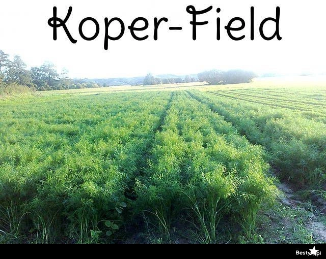 
    Koper-Field 