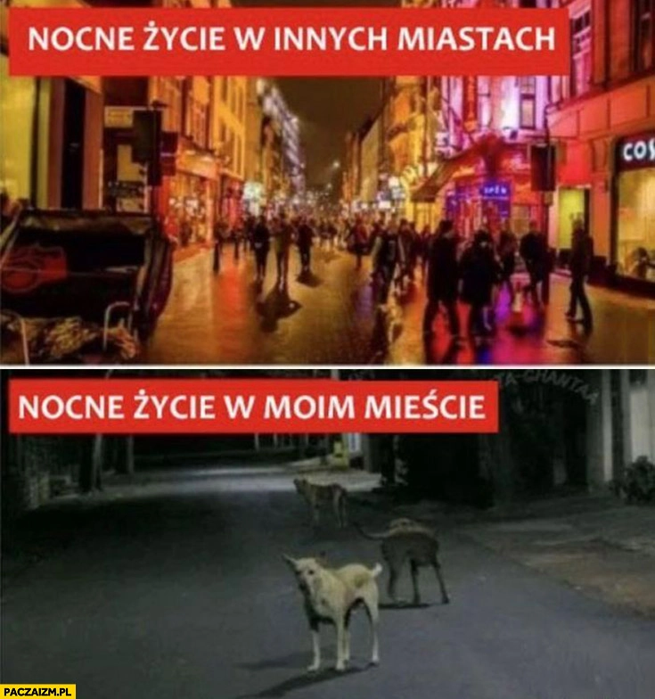 
    Nocne życie w innych miastach vs nocne życie w moim mieście psy dupami szczekają