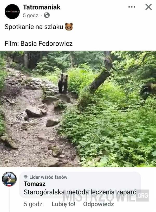 
    Niedźwiadek