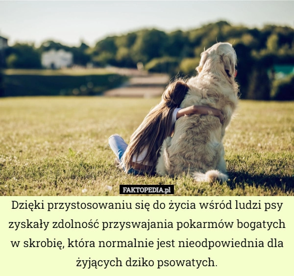 
    Dzięki przystosowaniu się do życia wśród ludzi psy zyskały zdolność przyswajania