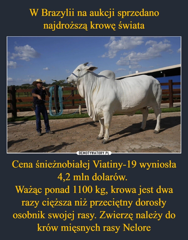 
    W Brazylii na aukcji sprzedano najdroższą krowę świata Cena śnieżnobiałej Viatiny-19 wyniosła 4,2 mln dolarów. 
Ważąc ponad 1100 kg, krowa jest dwa razy cięższa niż przeciętny dorosły osobnik swojej rasy. Zwierzę należy do krów mięsnych rasy Nelore