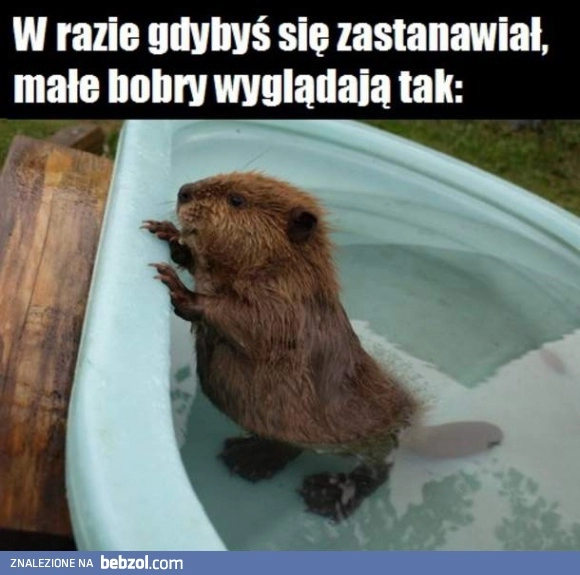 
    Oto mały bóbr