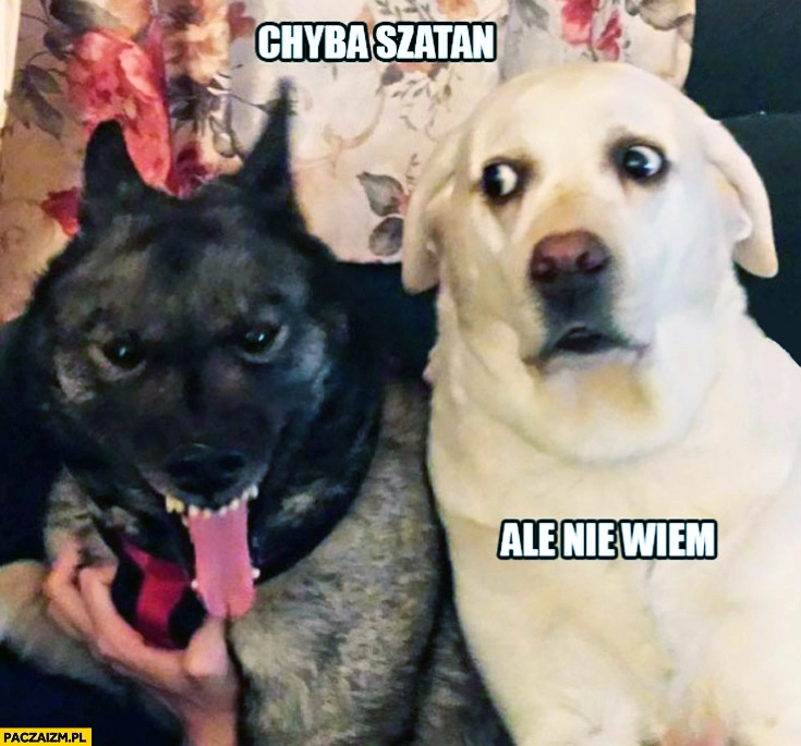 
    Chyba szatan ale nie wiem pies psy