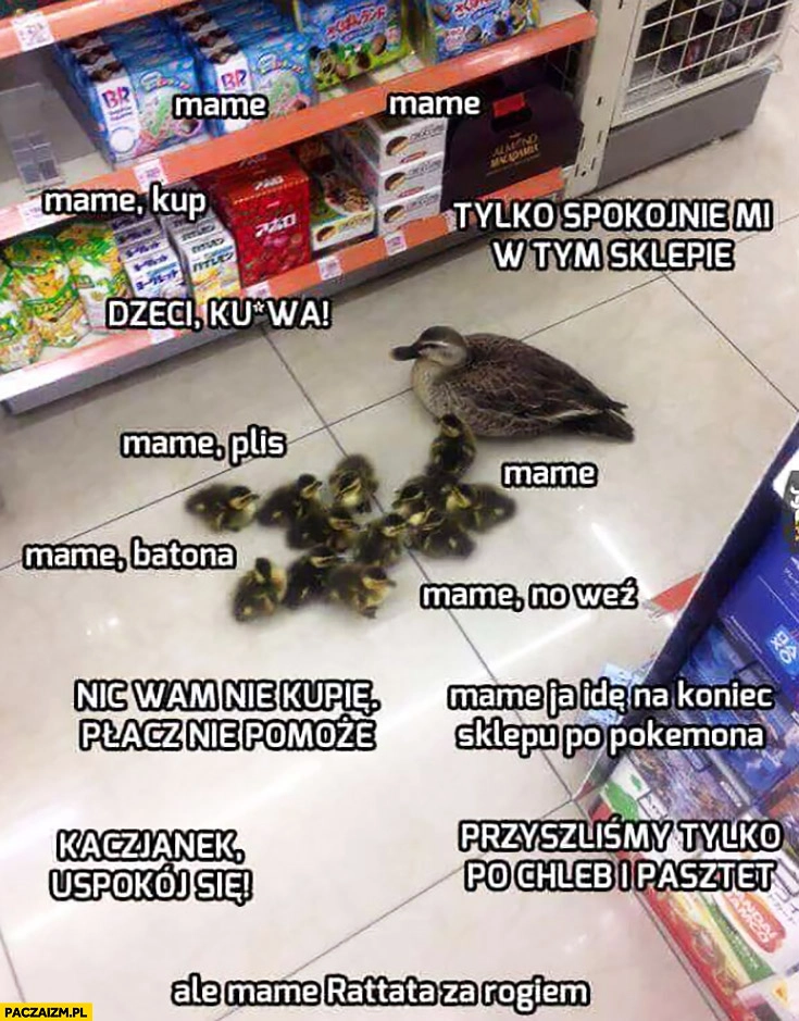 
    Kaczka z pisklętami w sklepie na zakupach typowa mama z dziećmi