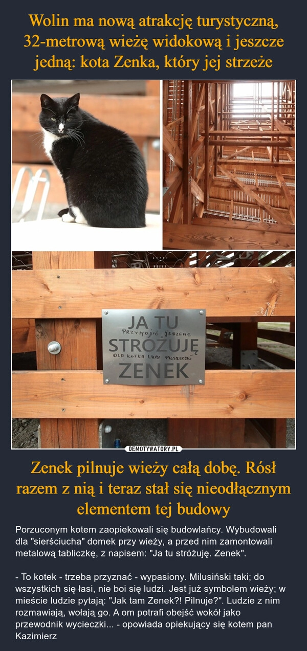 
    Wolin ma nową atrakcję turystyczną, 32-metrową wieżę widokową i jeszcze jedną: kota Zenka, który jej strzeże Zenek pilnuje wieży całą dobę. Rósł razem z nią i teraz stał się nieodłącznym elementem tej budowy