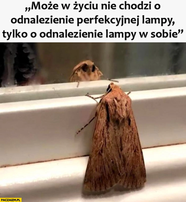 
    Ćma: może w życiu nie chodzi o odnalezienie perfekcyjnej lampy tylko o odnalezienie lampy w sobie?