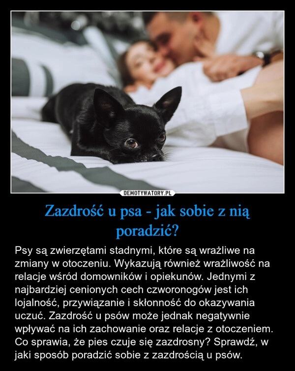 
    Zazdrość u psa - jak sobie z nią poradzić?