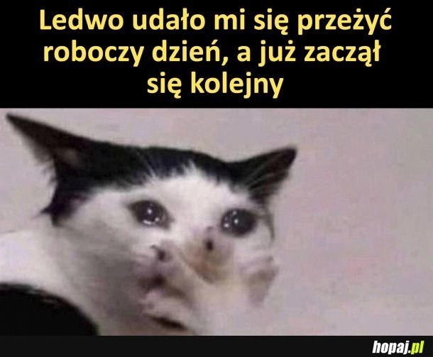 
    Jak żyć