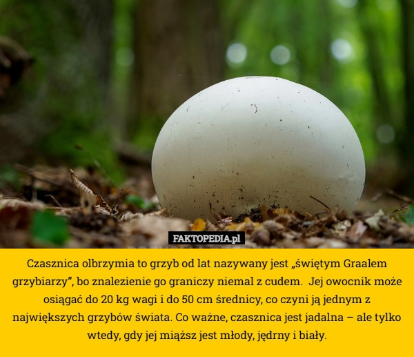 
    Czasznica olbrzymia to grzyb od lat nazywany jest „świętym Graalem grzybiarzy”,