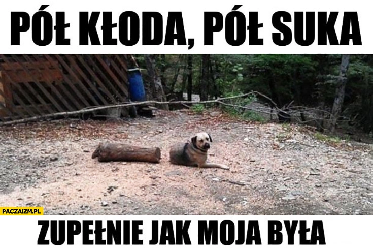 
    Pies pół kłoda pół suka zupełnie jak moja była