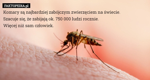 
    Komary są najbardziej zabójczym zwierzęciem na świecie.
Szacuje się, że