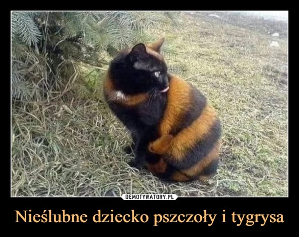 
    Nieślubne dziecko pszczoły i tygrysa