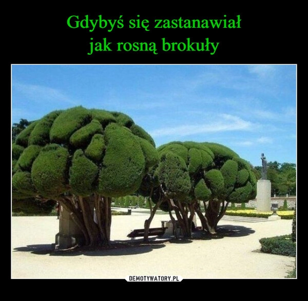 
    Gdybyś się zastanawiał
jak rosną brokuły