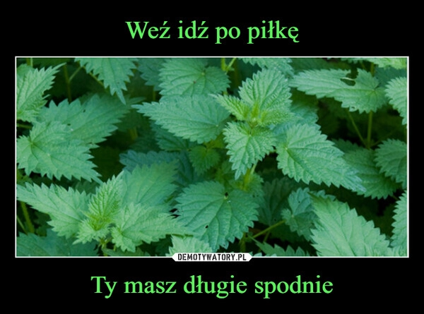 
    Weź idź po piłkę Ty masz długie spodnie