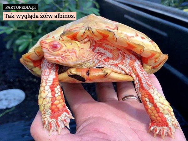 
    Tak wygląda żółw albinos.