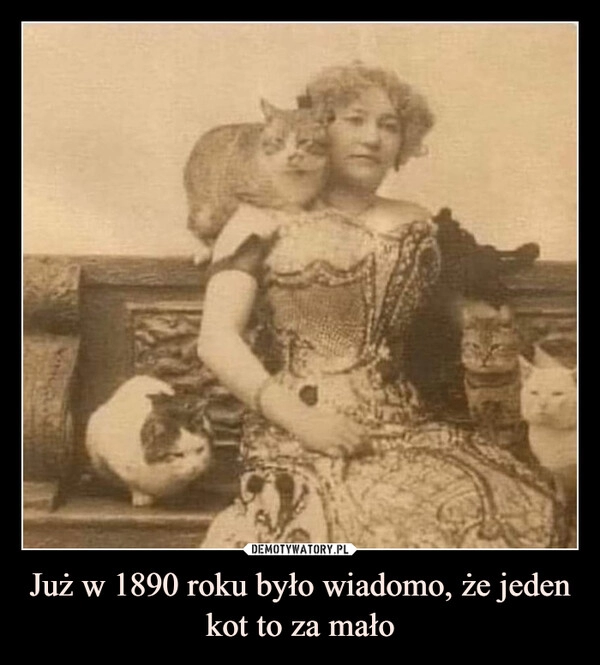 
    Już w 1890 roku było wiadomo, że jeden kot to za mało