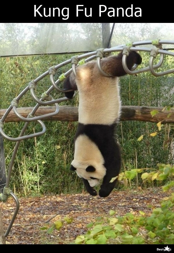 
    Kung Fu Panda