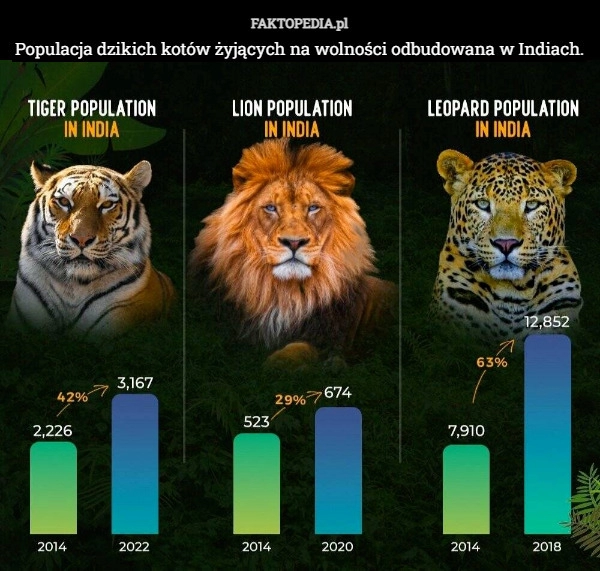 
    Populacja dzikich kotów żyjących na wolności odbudowana w Indiach.